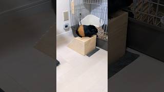 Guinea pig morning routine　朝になるとベッドの下からゲージに移動するモルモット