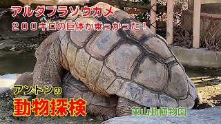 ゾウガメの馬乗り ★巨体に似合わず速足！？😮  (東山動植物園）