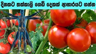 දිනකට තක්කාලි ගෙඩි දෙකක් ආහාරයට ගන්න - Amazing quality of tomato for a healthy life