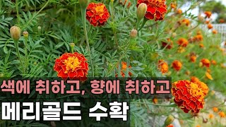 메리골드 심기,메리골드 꽃 수확하기,가을정원에 핀 메리골드(금잔화), 눈에 좋은 꽃, 정원 가꾸기