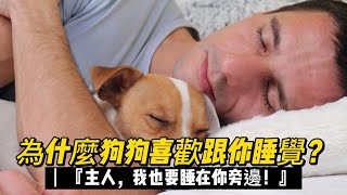 為什麼狗狗喜歡跟人睡覺？『主人，我也要睡在你旁邊！』