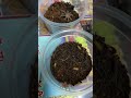 幼蛛幼體幼蟲餵食 快樂玩毛蛛 毛蜘蛛物語 毛蜘蛛帝國 毛蜘蛛世界 毛蜘蛛論壇 毛蜘蛛分享 捕鳥蛛世界 龍崎月蜘蛛檔案室