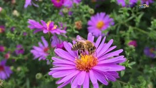 Lebah - Penyerbuk Yang Sibuk #alamsemenit #lebah #madu #laguanak