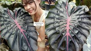 โคโลคาเซียไฮบริด น่าสะสม Colocasia esculenta Inferno falls (hybrid)