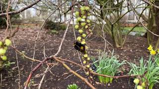 Stachyurus Praecox - March Plants of the Month