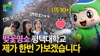 평택대학교 벚꽃축제에 평택이가 떴다! 평택시 벚꽃 명소를 소개합니다~🌸(feat.인생네컷)평택이포에버_EP.03