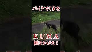 北海道ツーリングしてたらクマ轢きかけた #shorts  #北海道ツーリング #ヒグマ #熊出没