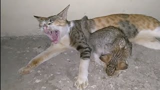 Mother Cat Hissing And Growling At Her Kittens Warning Them To Stay Away From Her