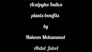 Acalypha Indica | Kuppi| اشرفی بوٹی | अशर्फी बूटी | plant benefits by Hakeem Mohammed Abdul Jaleel