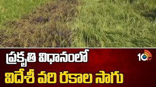 Foreign Paddy Varieties in Natural Way |ప్రకృతి విధానంలో విదేశీ వరి రకాల సాగు | Matti Manishi | 10TV