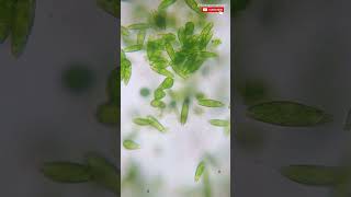 Euglena Under Microscope 🔬| Euglenoids | Kingdom Protista @biologyexams4u