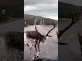 few of the hundreds reindeers we saw walking on the road this summer. no rudolph tho. lapland