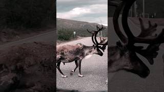 Few of the hundreds reindeers we saw walking on the road this summer. No Rudolph tho. #lapland