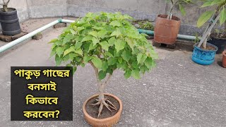 পাকুড় গাছের বনসাই কিভাবে করবেন? How to make bonsai of ficus rumphii।।  pakur bonsai