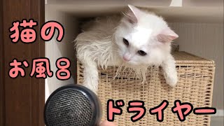 猫をシャンプーしました！ドライヤーのコツ