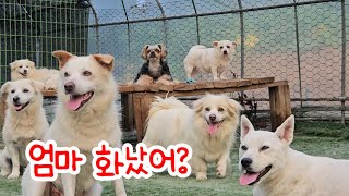 설거지 그릇 정리하다 떨어진 밥그릇 본 강아지들🐕