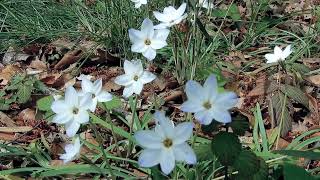 ハナニラ/Ipheion uniflorum 05_240411_ガイコツ山,航空公園