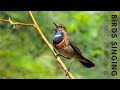 Beautiful Birdsong - Relaxing Birds Singing, Best Bird Songs for Mind Healing, Meditation, Sleep