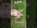 খরগোশ এর খামার। খরগোশ খেলা করছে। rabbite hrfarming funny rabbitry short cute