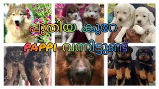 #petsofkerala കുറെ നല്ല അടിപൊളി പപ്പീസുകൾ ഇറങ്ങിയിട്ടുണ്ട് #dogmalayalam