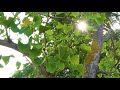 the tree of life at the kaisaniemi botanic garden