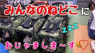 【寝起き】みんなどんな感じで寝てるのかな？