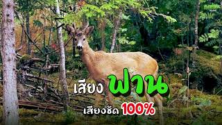 เสียงเก้ง  (ฟาน) สำหรับต่อ เสียงชัดเจน เหมือนจริง 100%