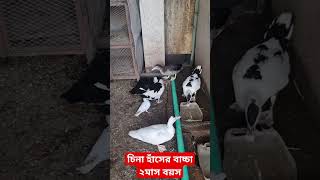 চিনা হাঁসের বাচ্চা২মাস বয়স হয়েছে।#ducks#pet#animals#howladeragro