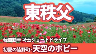 【軽自動車ドライブ】天空のポピー　山の上の牧場に咲き誇る満開のポピーを鑑賞