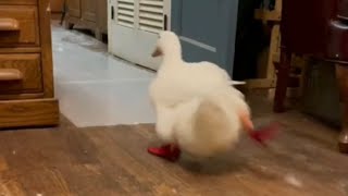 Running Duck (original video)