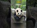 福宝趴在那好惬意，松弛感拉满 pandafushun funny adorablepanda cute 大熊猫 animals 大熊猫 cutepanda pandalove