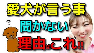 【犬 しつけ】愛犬の覚えが悪い理由はこれです！飼主さんと愛犬の認識の違いを解説します！遠藤エマチャンネル【犬のしつけ＠横浜】