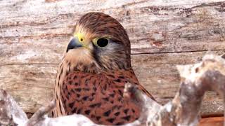 Портрети денних хижих птахів України. Portraits of birds of prey (Falconiformes) of Ukraine.