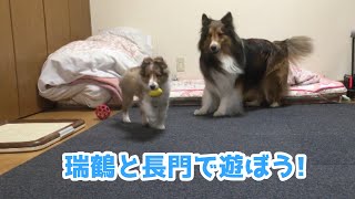 【シェルティ】瑞鶴と長門【遊ぼう!】