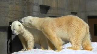 20140320 ホッキョクグマ：ララ\u0026デナリ、近づく距離♪