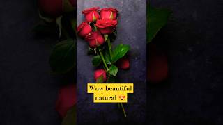 natural like shorts || beautiful roses in nature || rose in 4k || beautiful flowers 4k video|#love