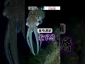 緊急速報！ダイビング中に幻の魚を撮影！ 都市伝説 深海 深海魚 海洋恐怖症