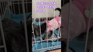 ［5ヶ月子犬］おりこうさんだよ〜ミックス犬マルキーのモカ5ヶ月😗1.3キロ #しっぽ #ミックス犬 #マルキー #マルキーのモカ #cute  #子犬 #こいぬ #多頭飼い犬 #ケージ #成長記録