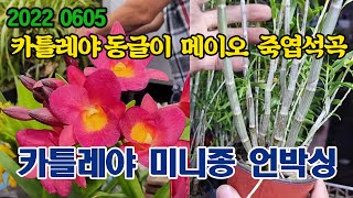 카틀레야 미니종 언박싱 (대공굵은 죽엽석곡 판매)