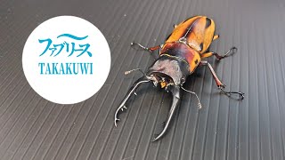 【為にならないクワガタ紹介】ファブリースノコギリ編（タカクワイ亜種）