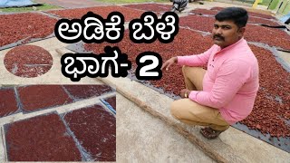 Adike bele Vlog part 2//Areaka plants //Kannada vlogs