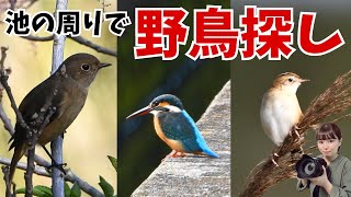 近所の池の周辺で野鳥探し　～ジョウビタキ・カワセミ・セッカなど～