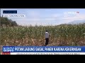 Beda Dengan Petani Garam, Petani Jagung Di Karo Sumut Gagal Panen Karena Kekeringan