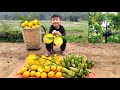 23 Year Old Single Mother Harvests Lekima fruits & Bananas to sell - Gardening | Quan Kim Lien