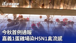 今秋首例通報 嘉義1蛋雞場染H5N1禽流感｜20241103 公視晚間新聞