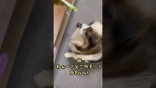 #ボンボン#マスカットのなみだ#マスカット ＃商品紹介#パピヨン#犬のいる生活#犬のいる暮らし