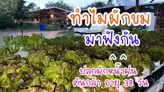 ทำไมผักขม จัดการหรือแก้ยังไง #ผักสลัด อายุ 38 วัน #ผักไฮโดรโปนิกส์ #hydroponics