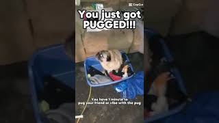 You just Got plugged #pug #vibe