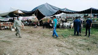 Saad News | Bakra Mandi | Kahna Kacha | Village Life ||  Malik Rafiq Movies My Vlog Channel