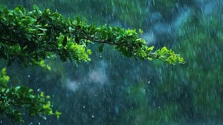마음과 눈이 평온해지는 숲속 빗소리 . 불면증과 숙면에 효과적인 빗소리 ASMR . Rain Sounds . 자연의 소리 . 비오는소리. 비내리는소리 . 수면유도